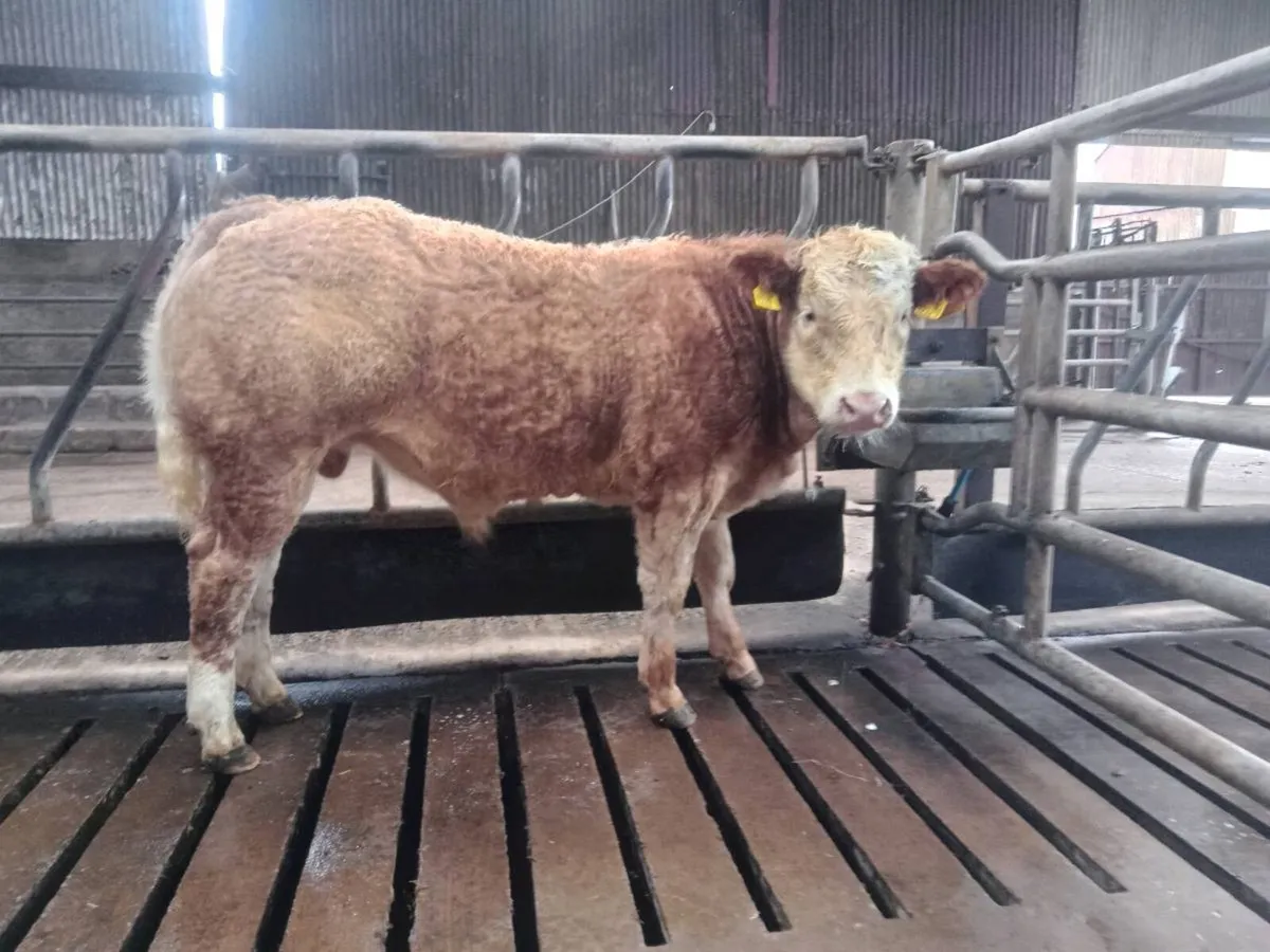 Roan Hybrid Bull - Image 4