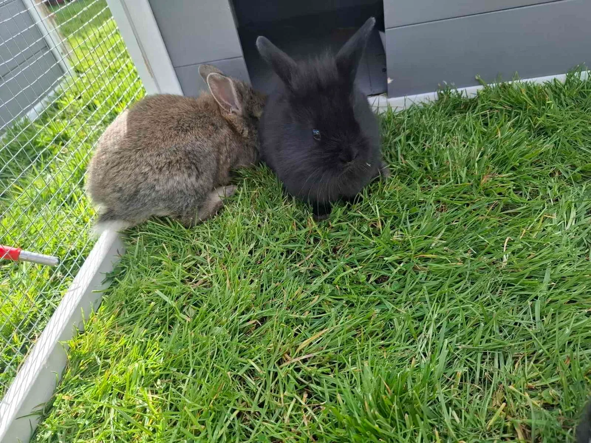 Rabbits - Image 4
