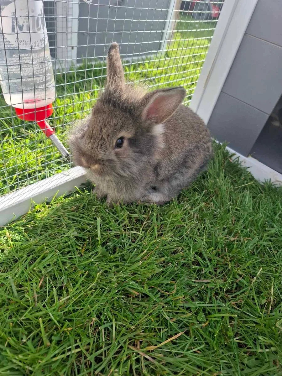 Rabbits - Image 1