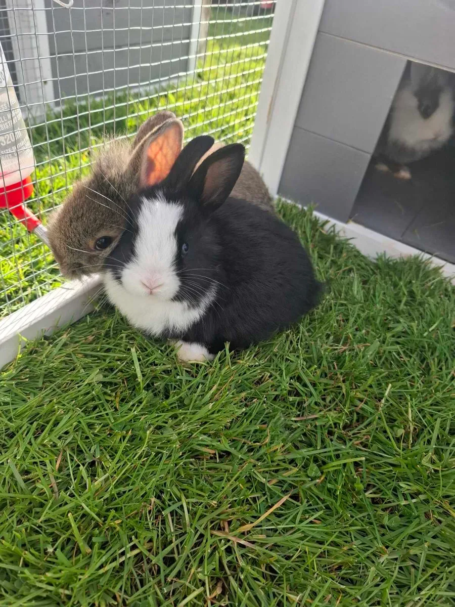 Rabbits - Image 2