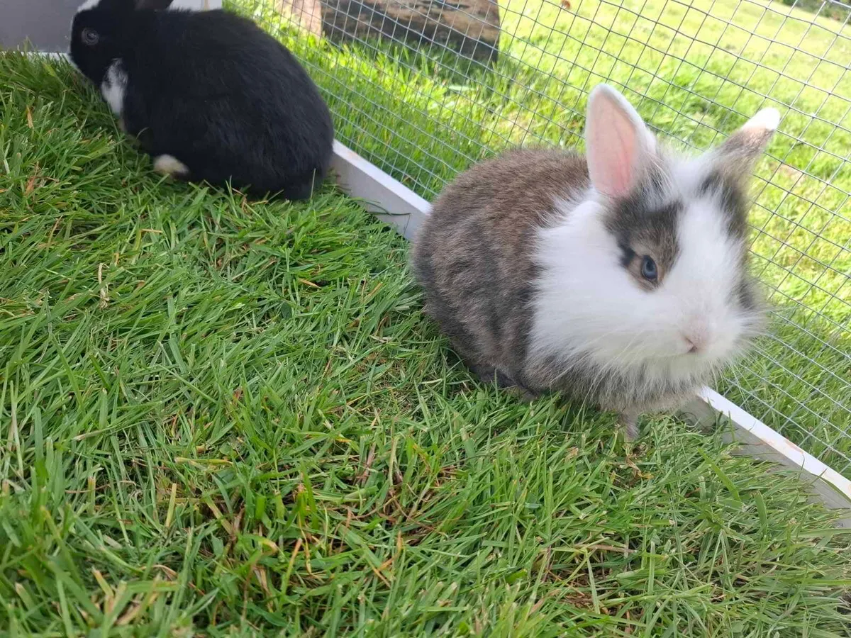 Rabbits - Image 3