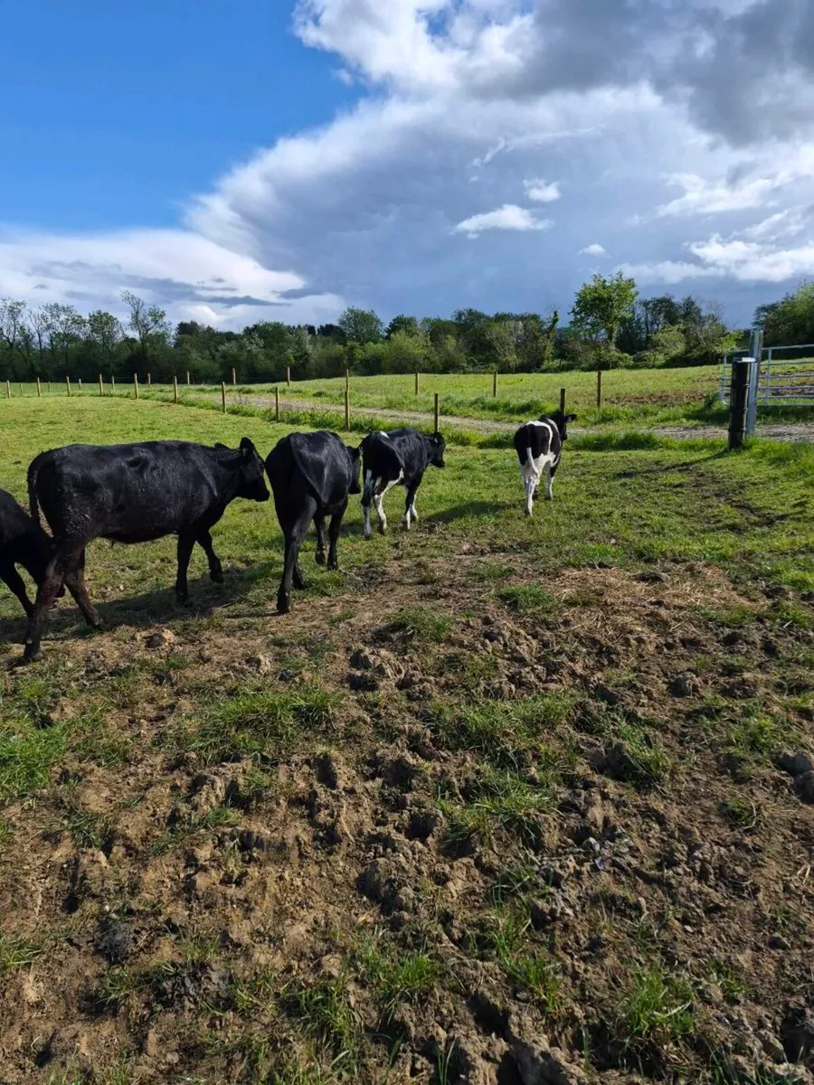 Limousine heifers - Image 2