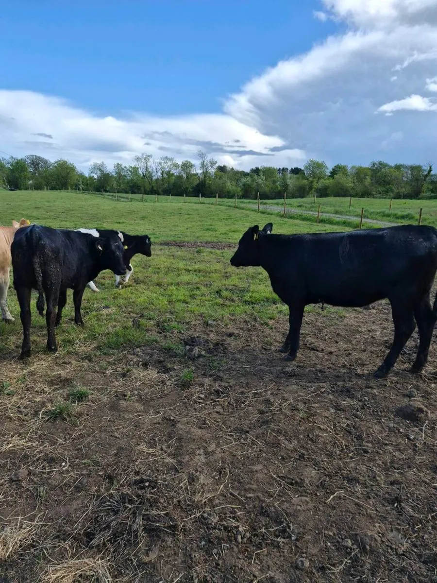 Limousine heifers - Image 4