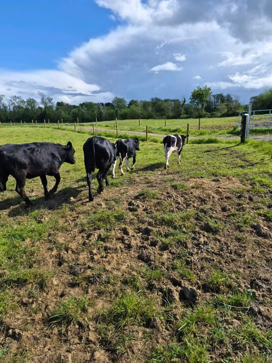 Limousine heifers - Image 3