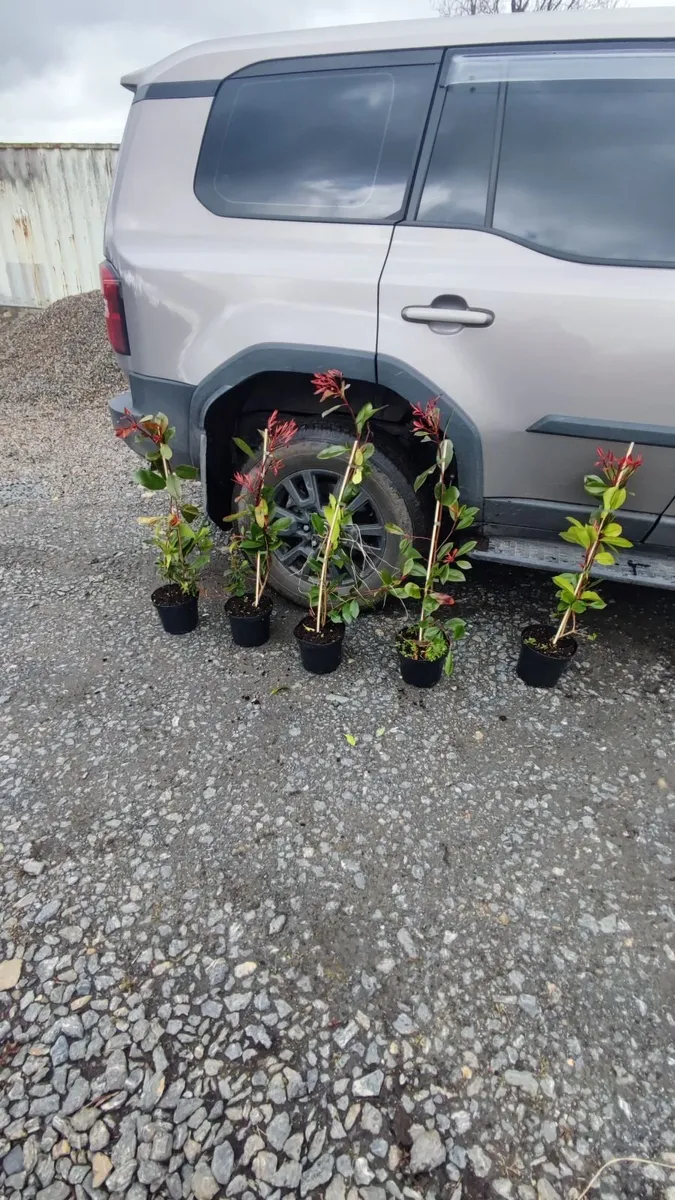 Cherry Laural Hedging 5/6 FT from 35 euro - Image 3