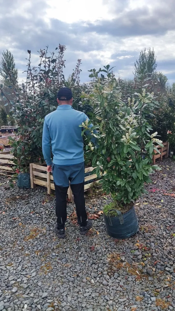 Cherry Laural Hedging 5/6 FT from 35 euro - Image 1