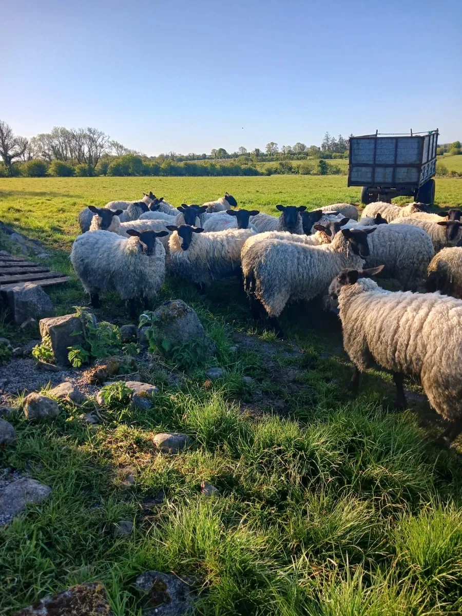 Sheep - Image 4