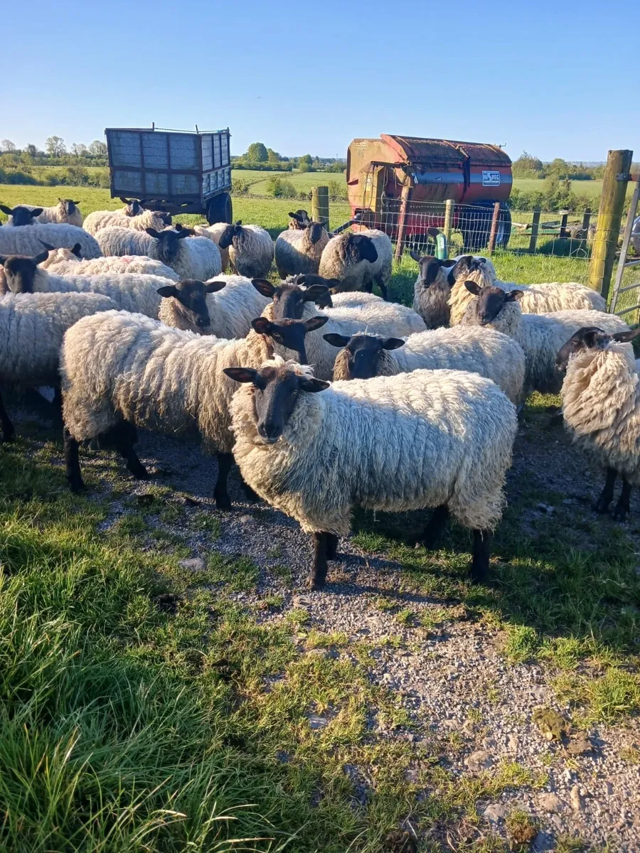 Sheep - Image 1