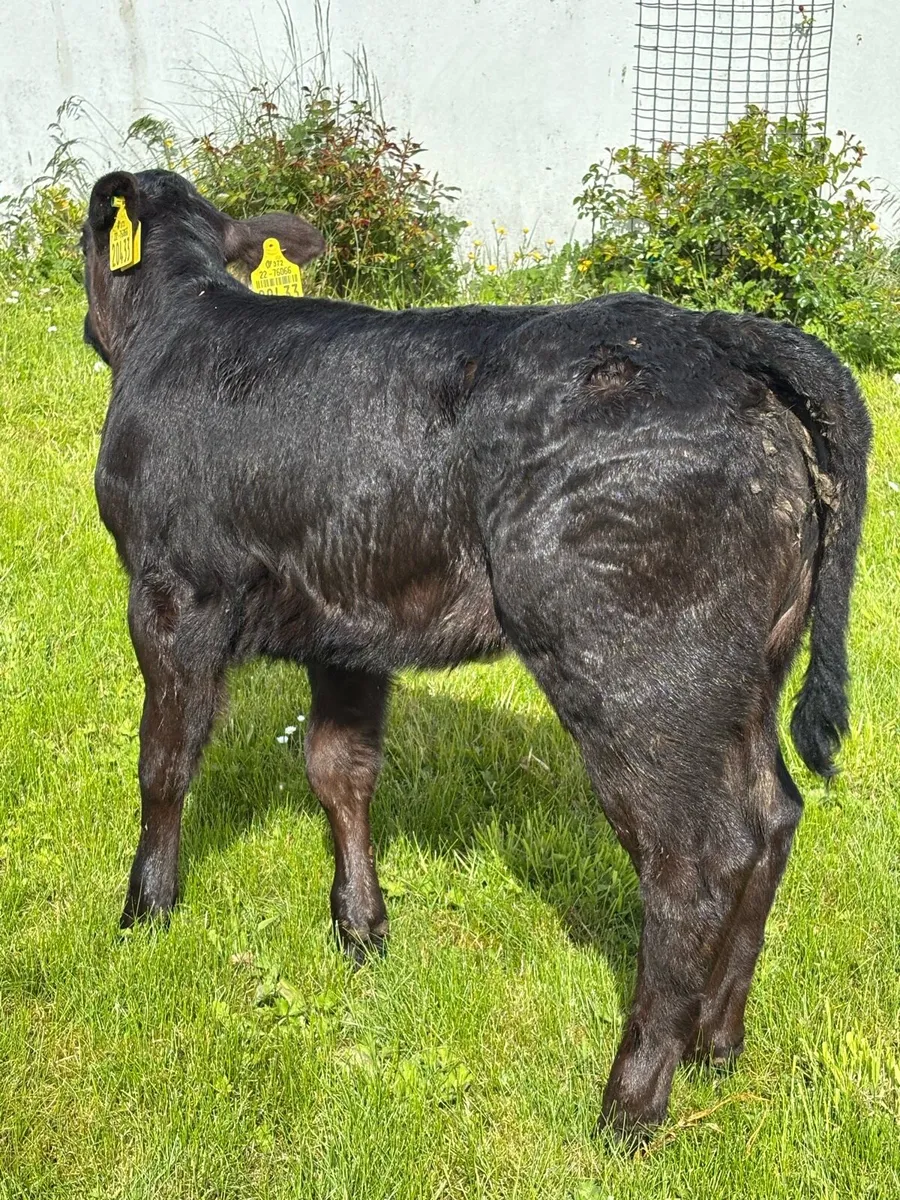 ❌STYLISH HEIFER CALF❌ - Image 1