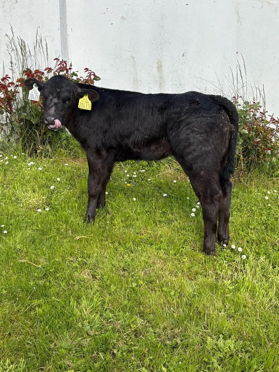 ❌STYLISH HEIFER CALF❌ - Image 2