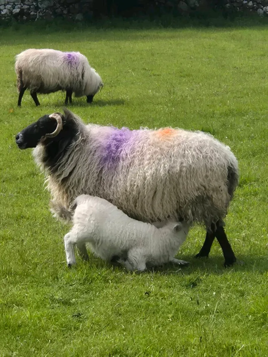 Ewes and lambs - Image 1