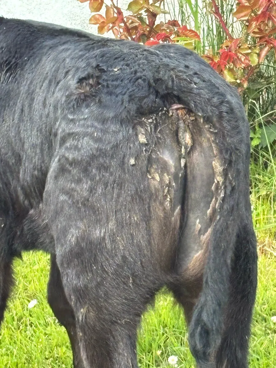 ❌STYLISH HEIFER CALF❌ - Image 3