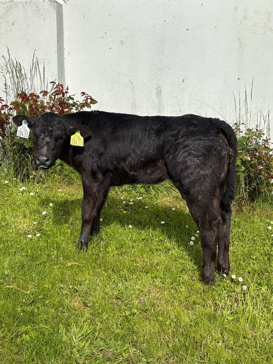 ❌STYLISH HEIFER CALF❌ - Image 4