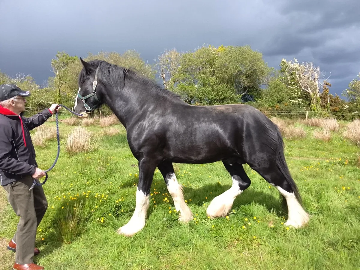 Shire horse - Image 2