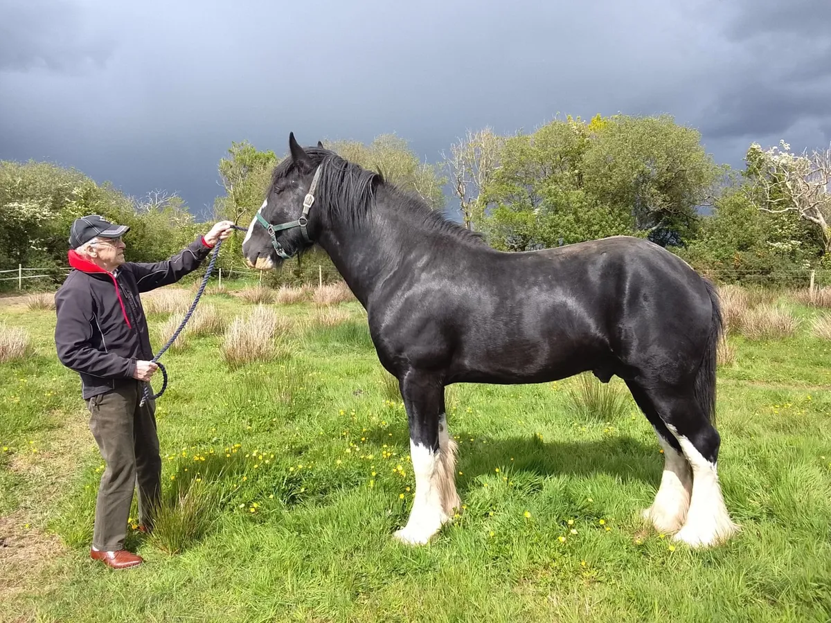 Shire horse - Image 3