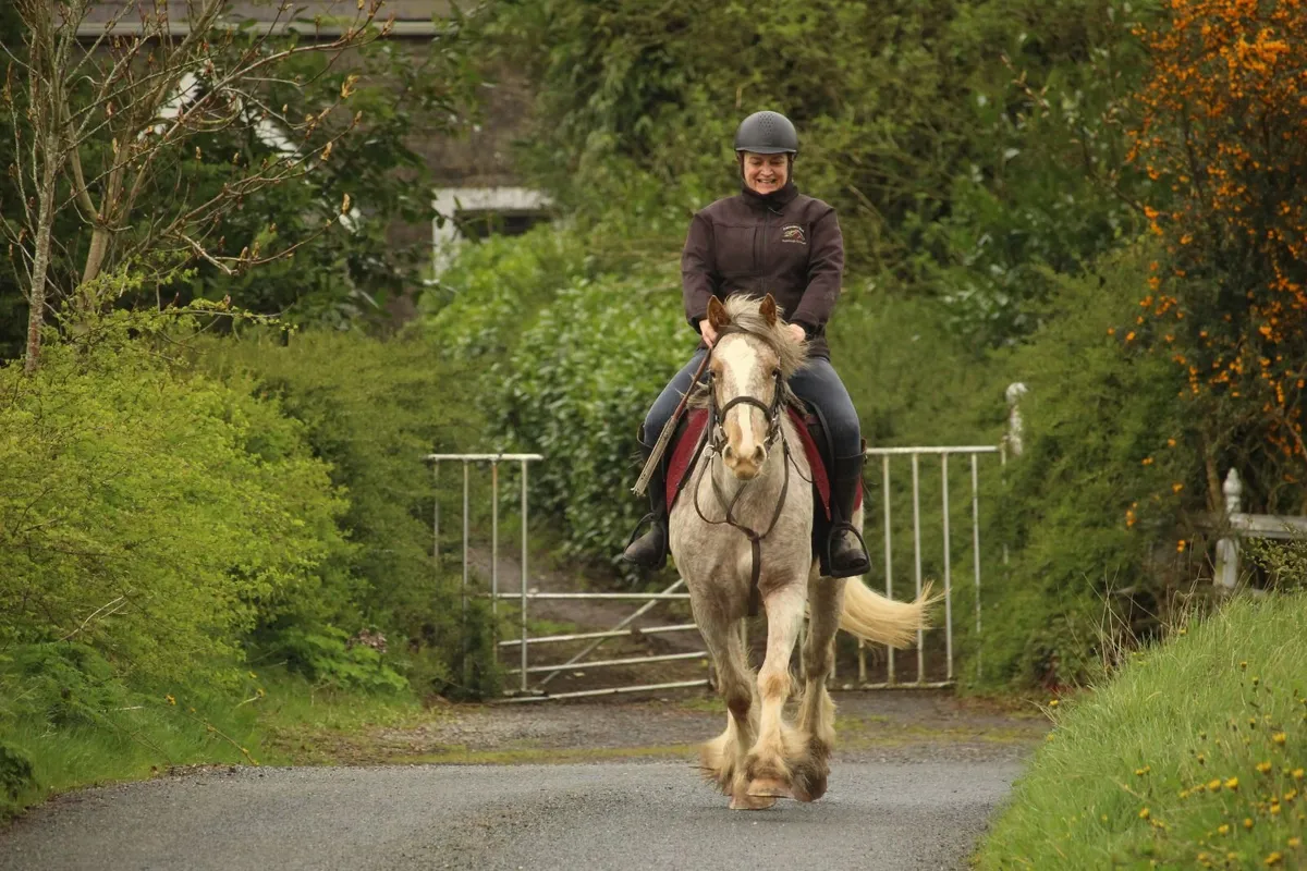 5 year old 14.1h Irish Cob appaloosa mare - Image 2