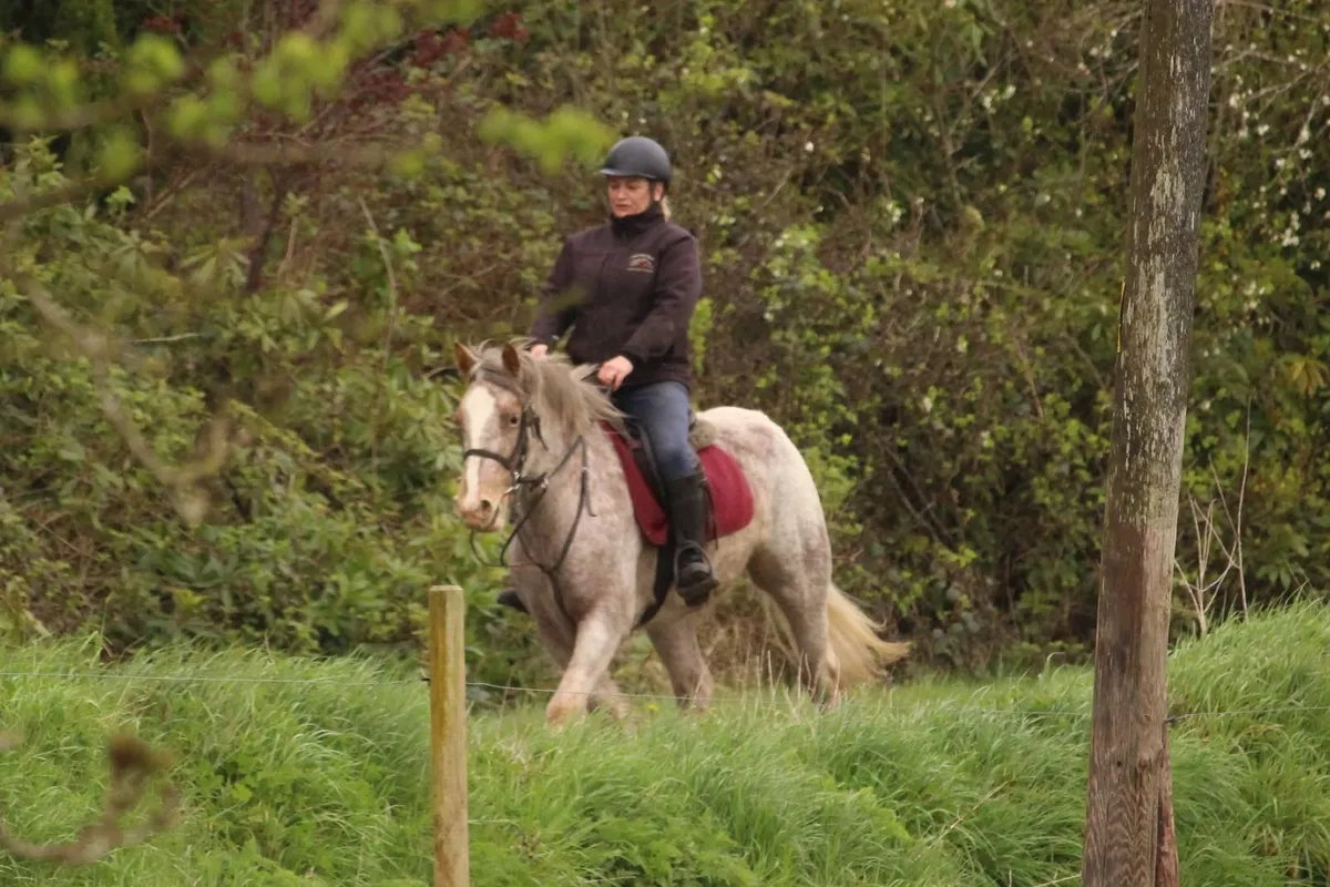 5 year old 14.1h Irish Cob appaloosa mare - Image 3