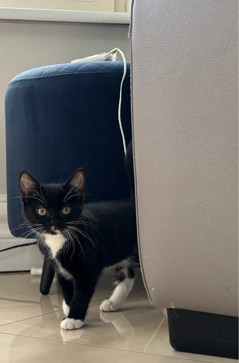Beautiful kittens *can deliver* - Image 3