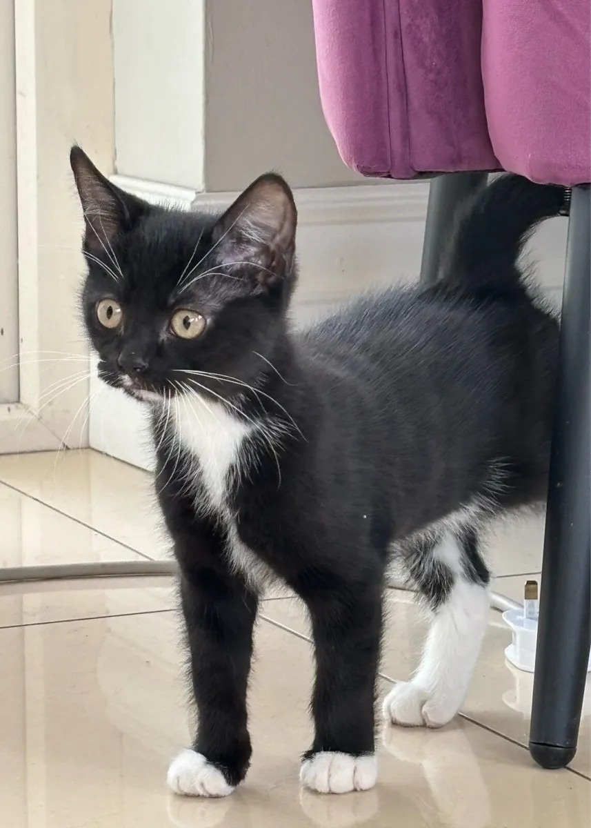 Beautiful kittens *can deliver* - Image 2
