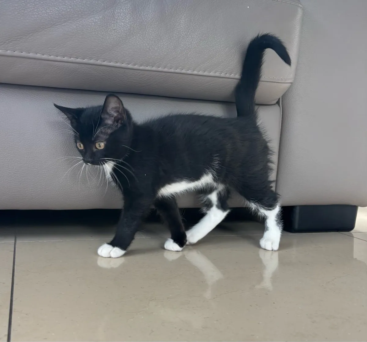 Beautiful kittens *can deliver* - Image 4