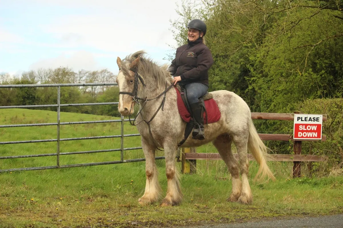 5 year old 14.1h Irish Cob appaloosa mare - Image 4