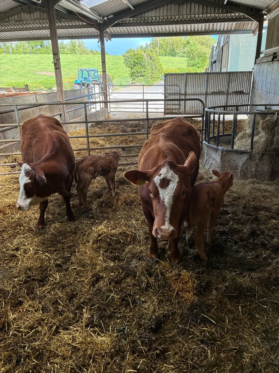 Calved Heiffer - Image 1