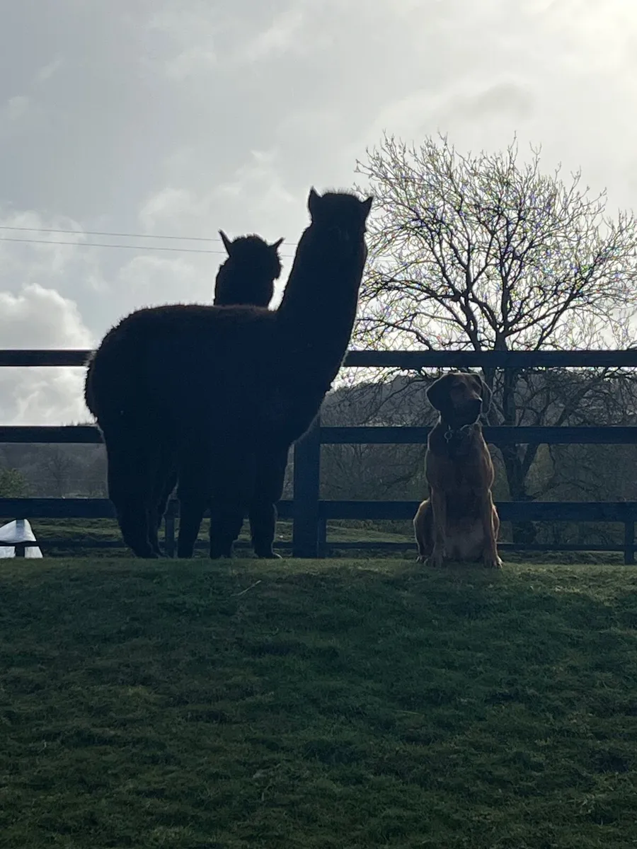 2 Male Alpacas - Image 1