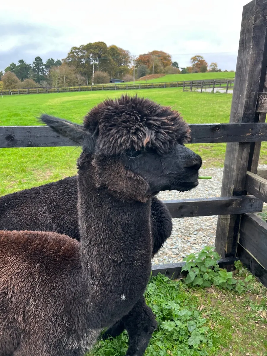 2 Male Alpacas - Image 2
