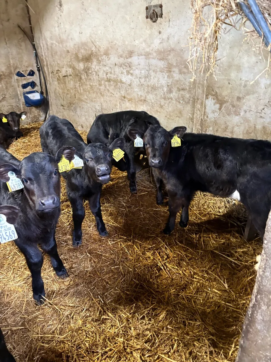 Angus and blue calves - Image 4