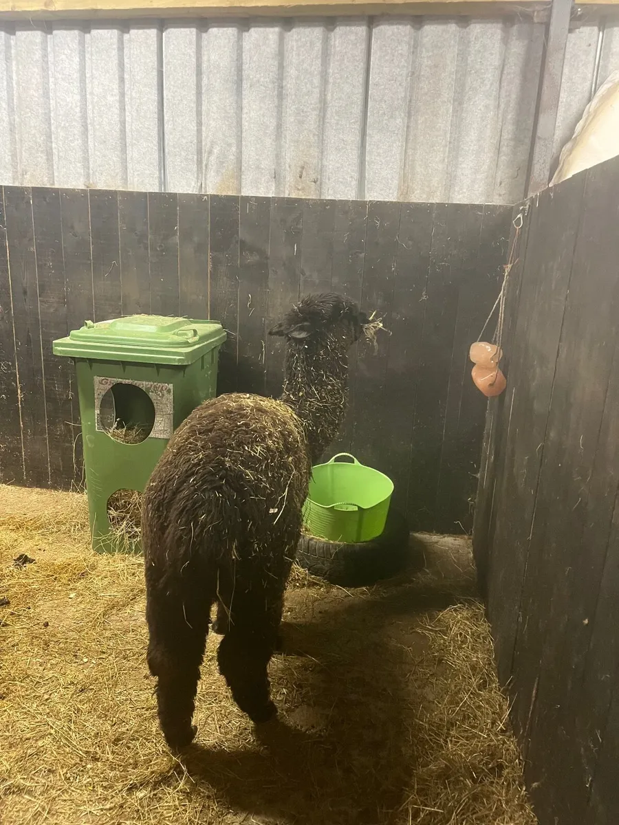 2 Male Alpacas - Image 4