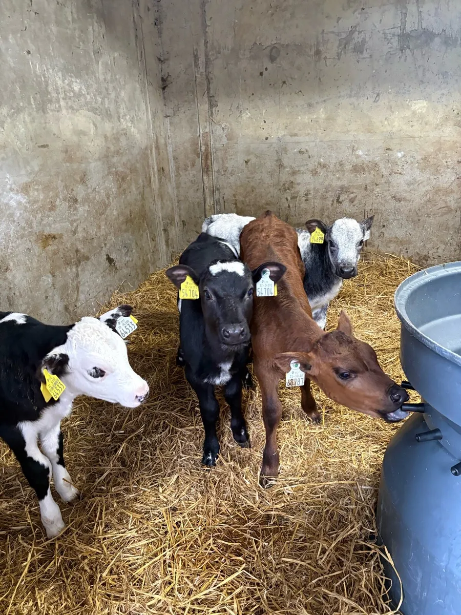 Angus and blue calves - Image 2