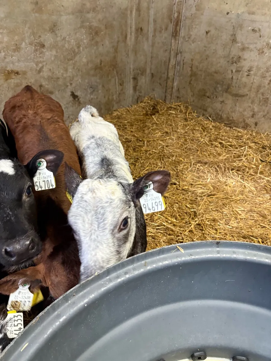 Angus and blue calves - Image 3