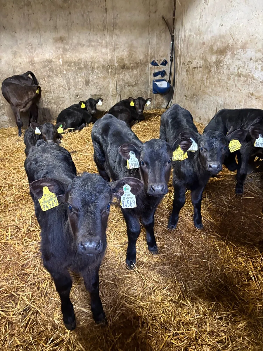 Angus and blue calves - Image 1
