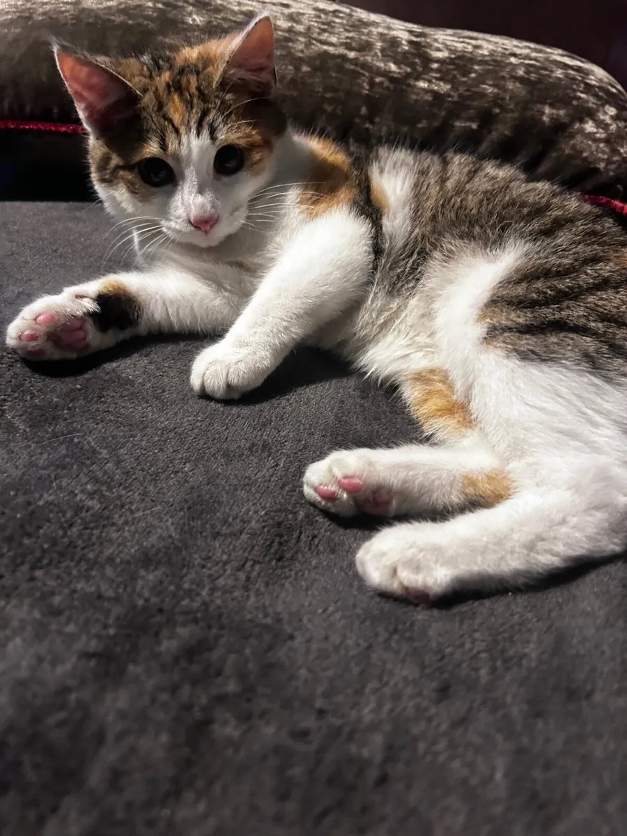 Kitten