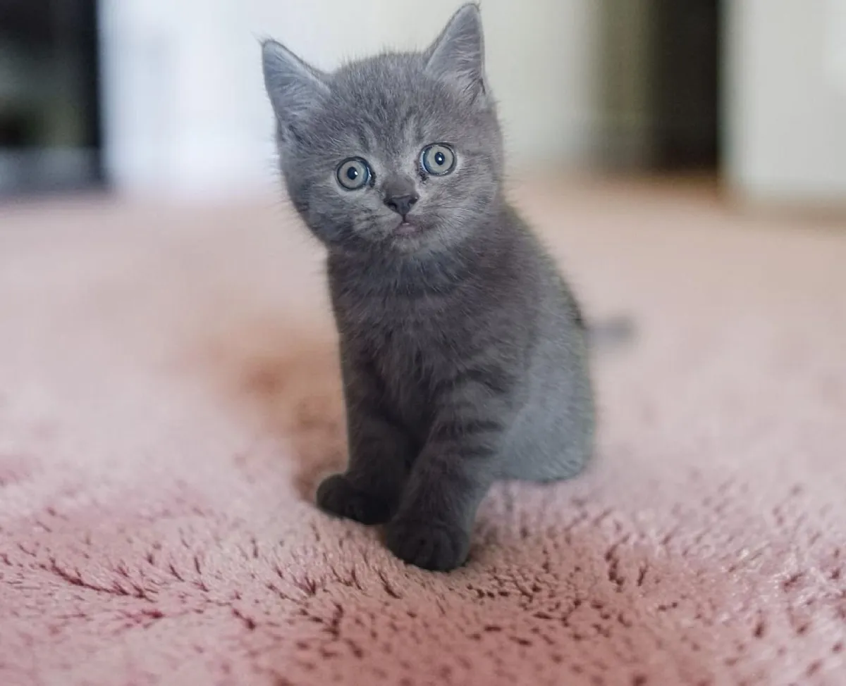 Half Persian Kittens - Image 1