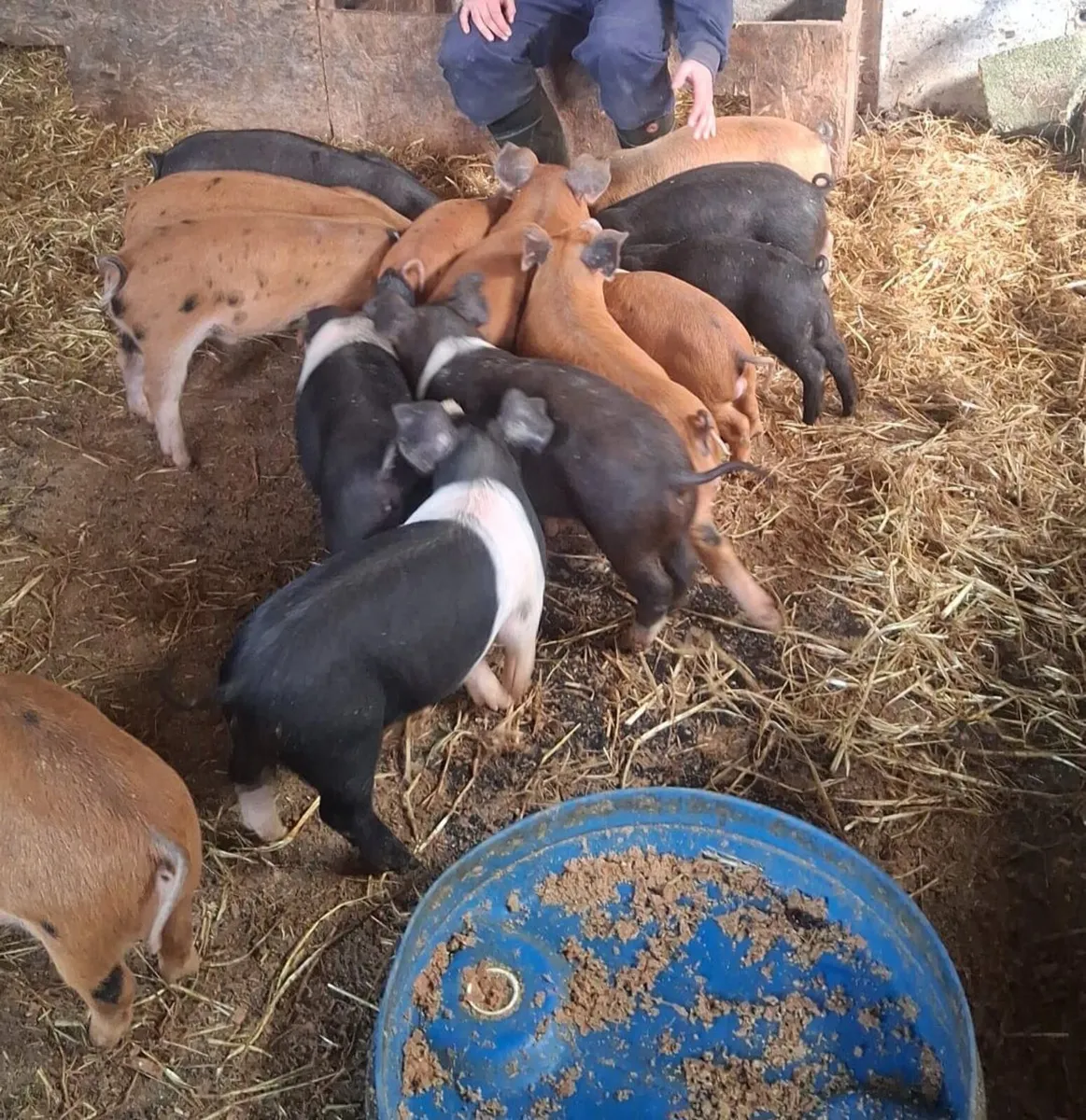 Duroc Piglets - Image 1