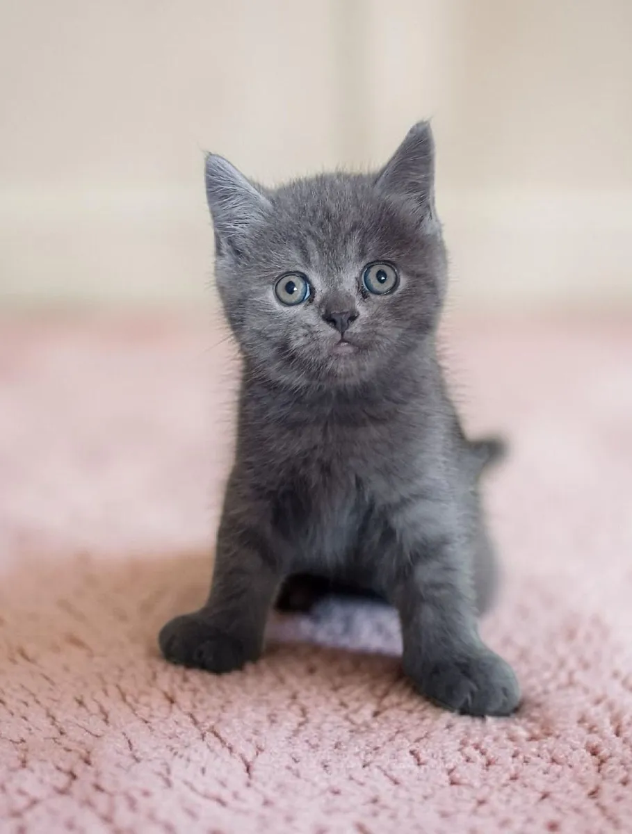 Half Persian Kittens - Image 2
