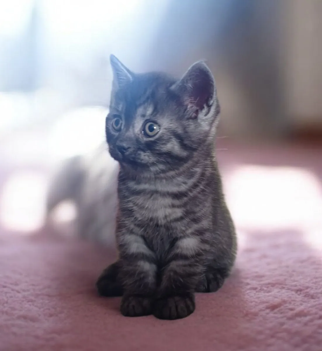 Half Persian Kittens - Image 3