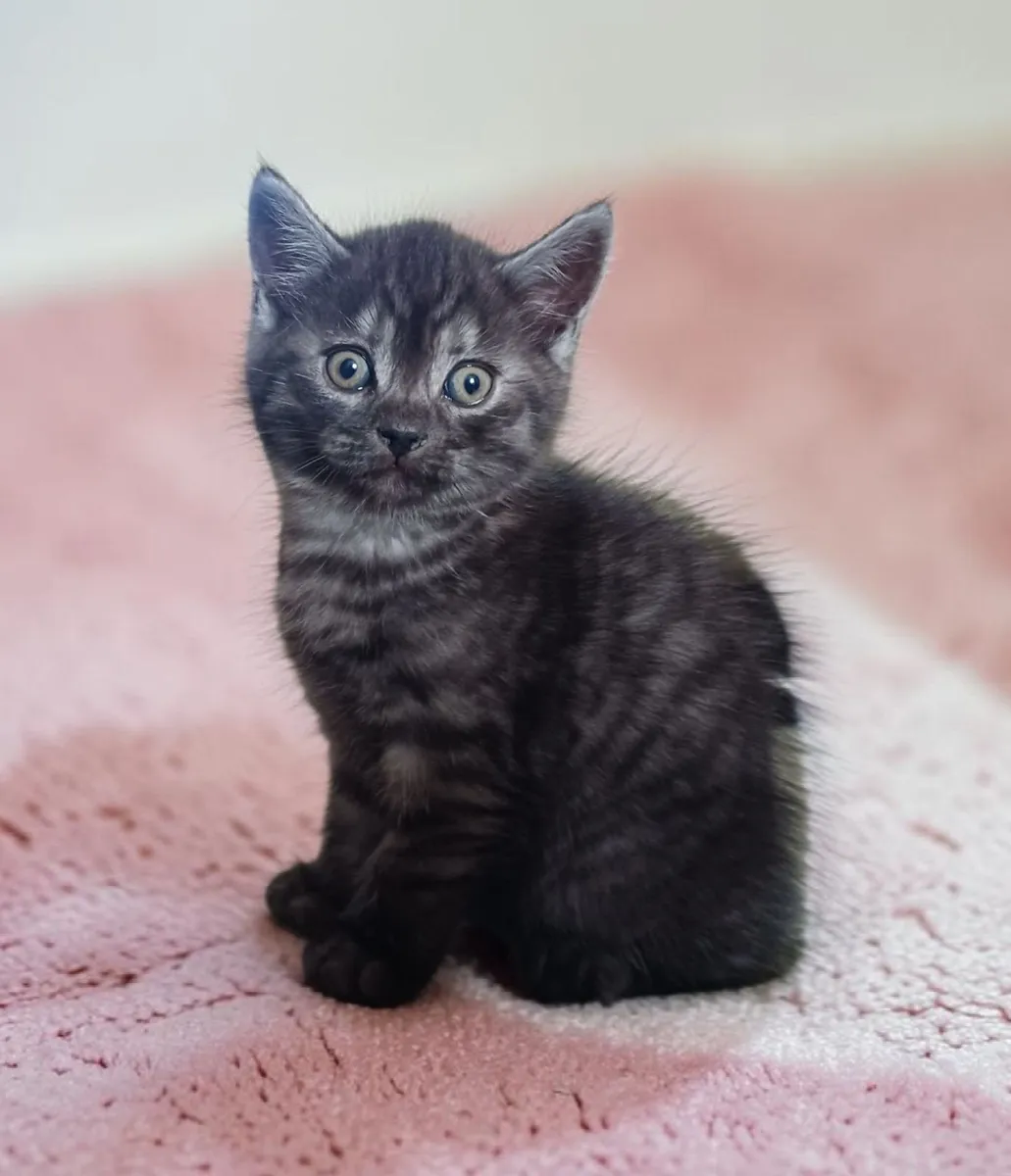 Half Persian Kittens - Image 4