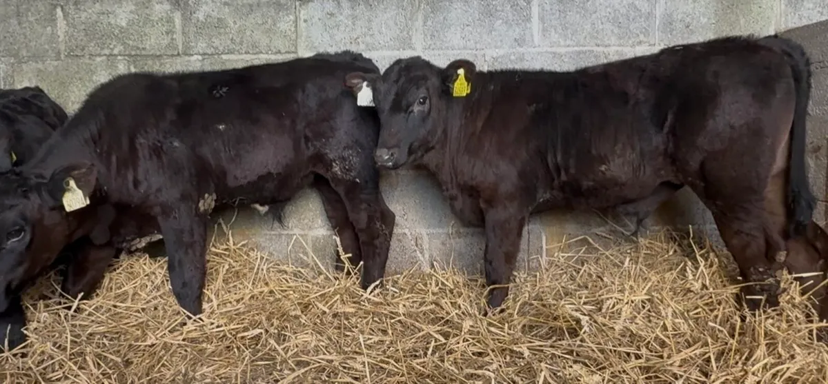 10 top class AA bulls calves - Image 1