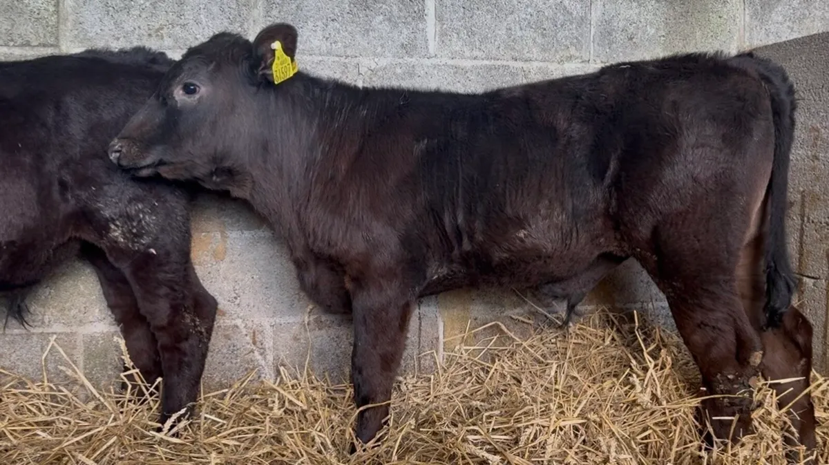 10 top class AA bulls calves - Image 2