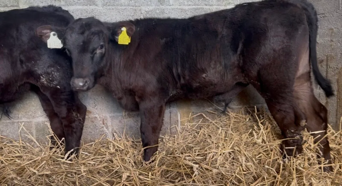 10 top class AA bulls calves - Image 3