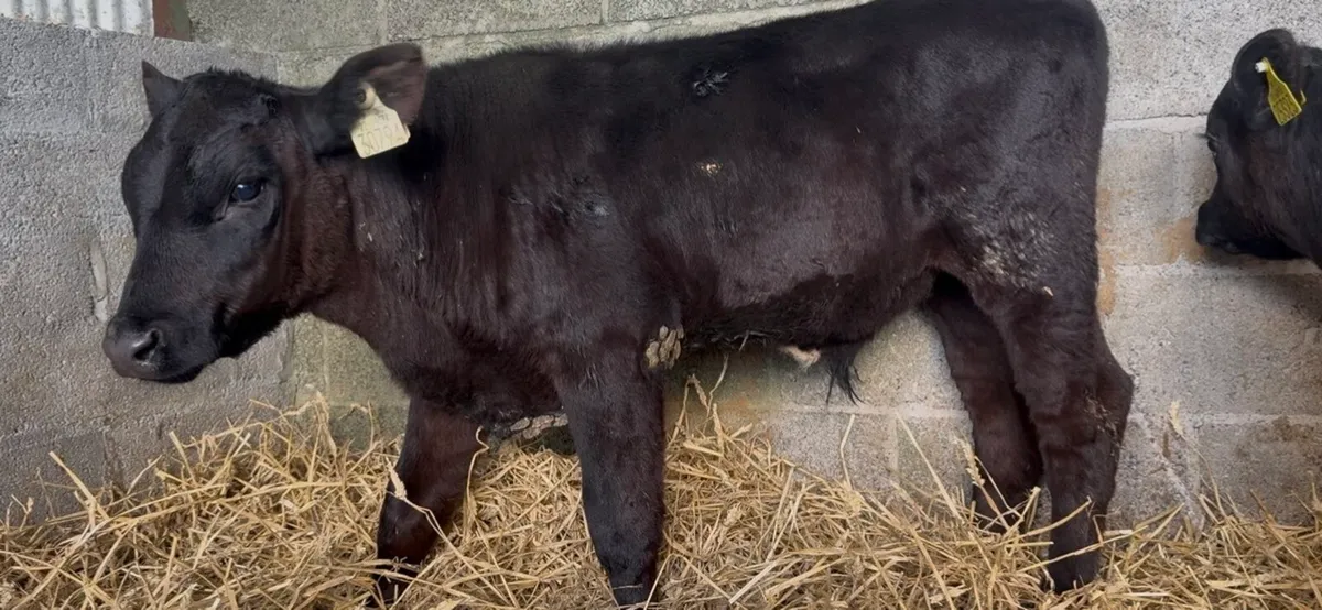 10 top class AA bulls calves - Image 4