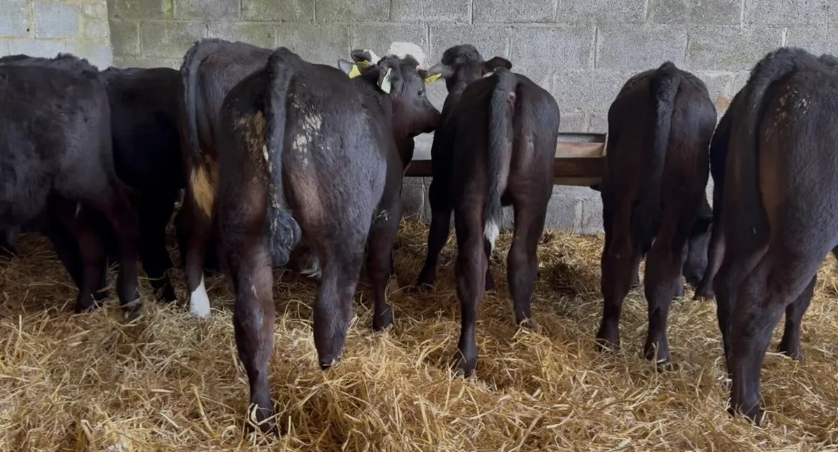 8 AA bulls calves - Image 1
