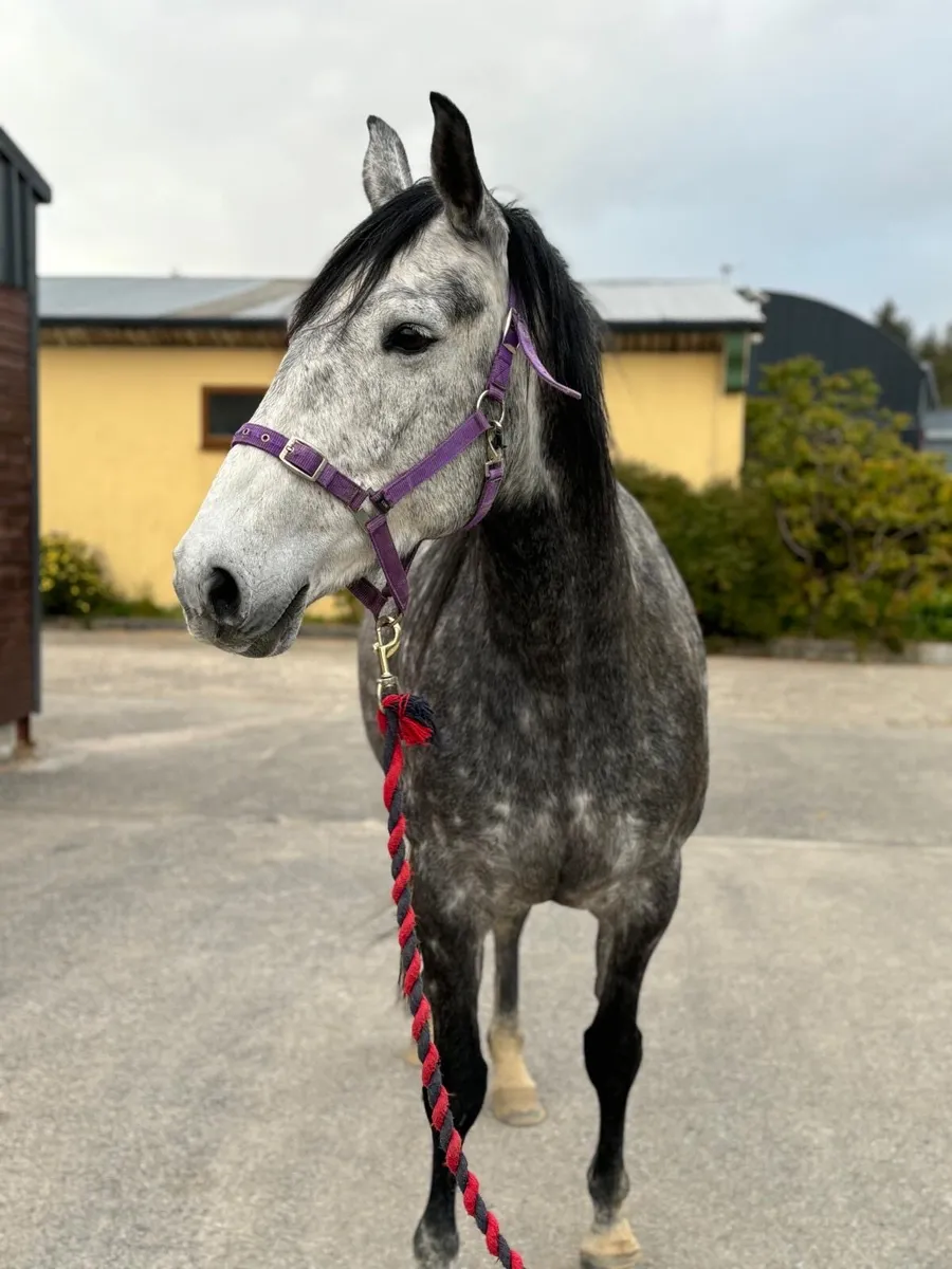7y/o 16hh Irish Draught x mare - Image 2