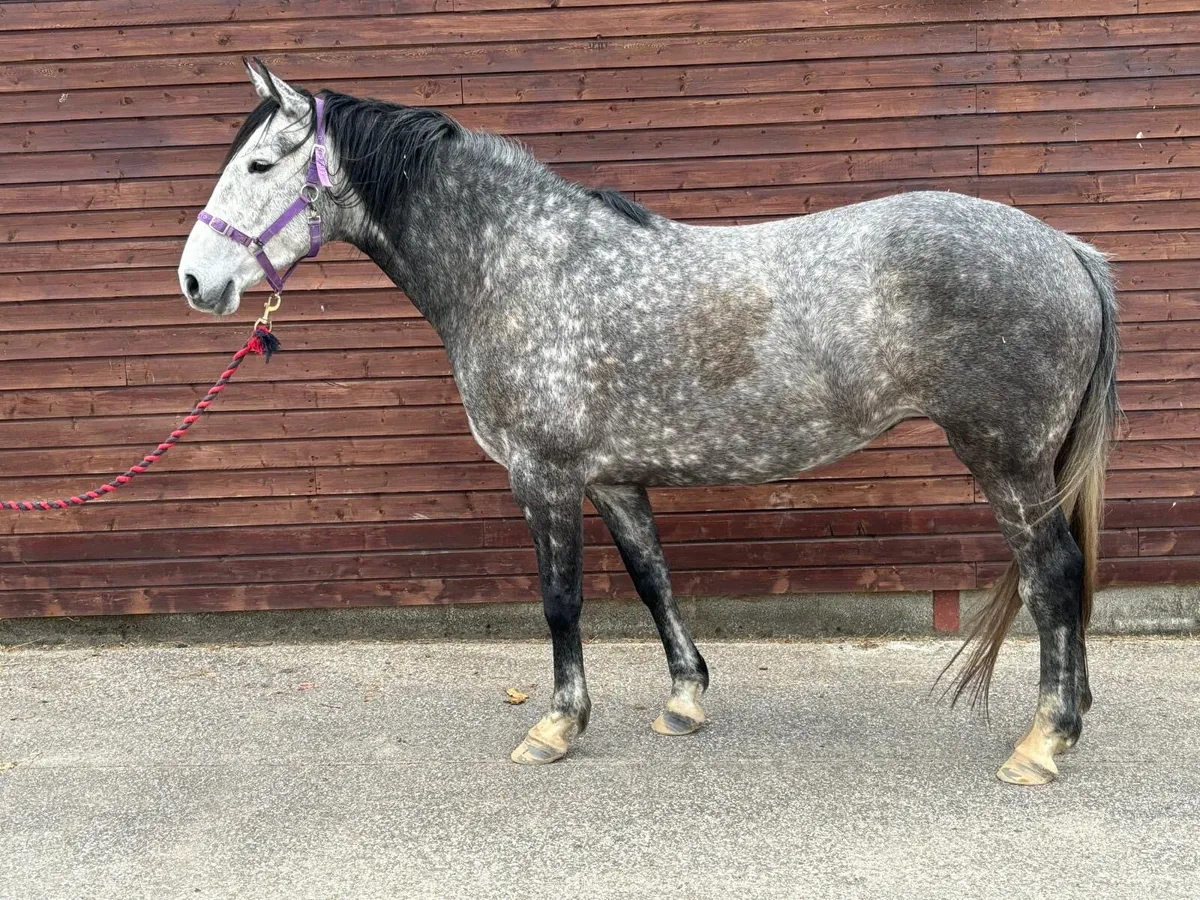 7y/o 16hh Irish Draught x mare - Image 3