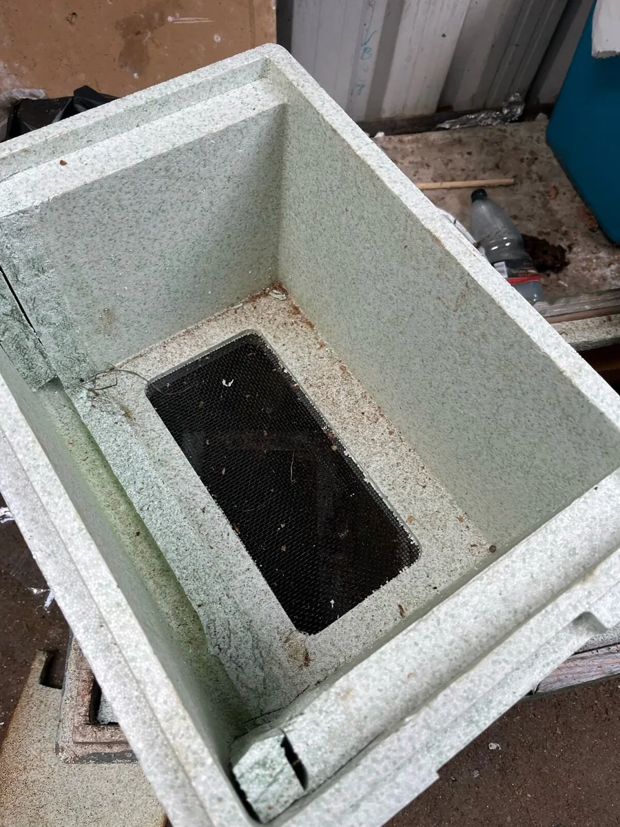 Nuc of Irish bees - Image 3