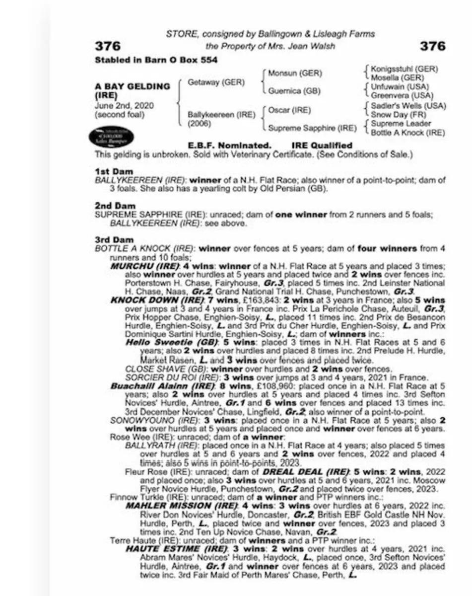 Old Persian 4yr old - Image 2