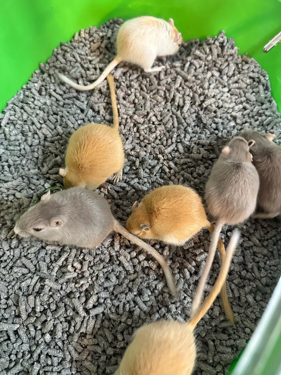 Mongolian Gerbils