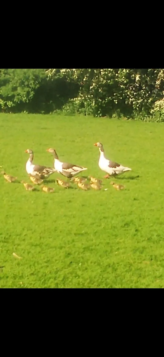 Pomeranian  goslings - Image 1